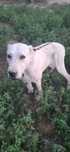 Turkman_Alabay 1yosh