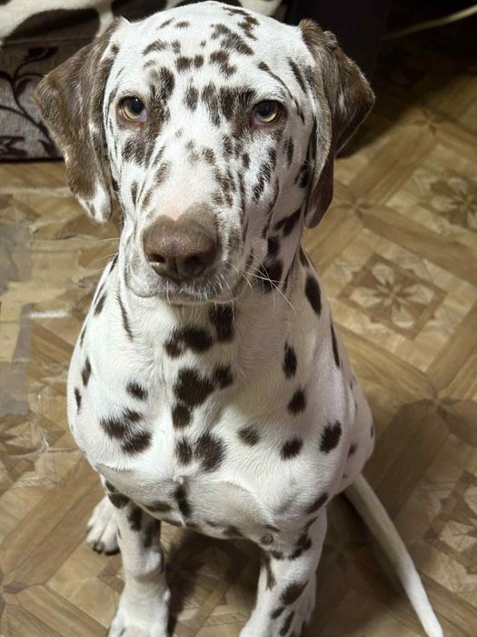 Se vinde catea DALMATIAN