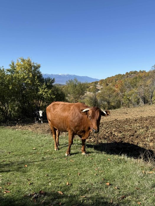 Продавам стелна крава