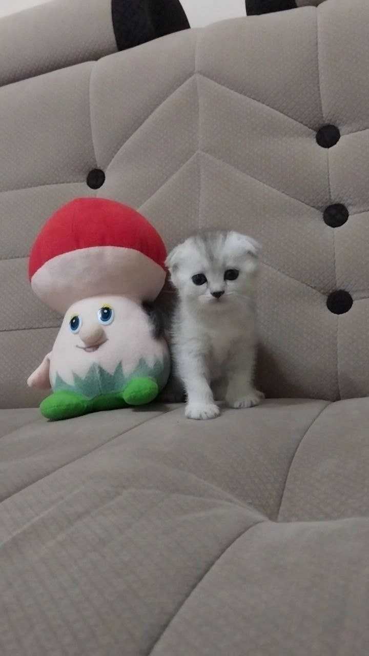 Продаются котята скоттиш, скоттиш фолд, скоттиш страйт ( шиншилла ).