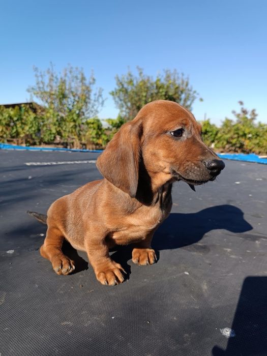 Catel teckel dachshund
