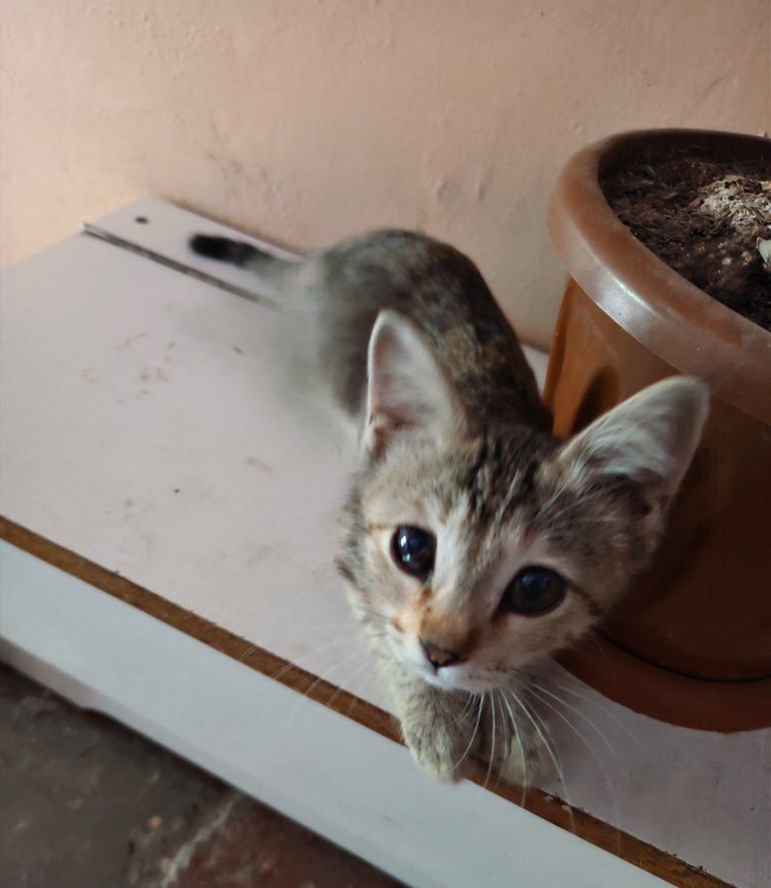 Котёнок в добрые руки (девочка)