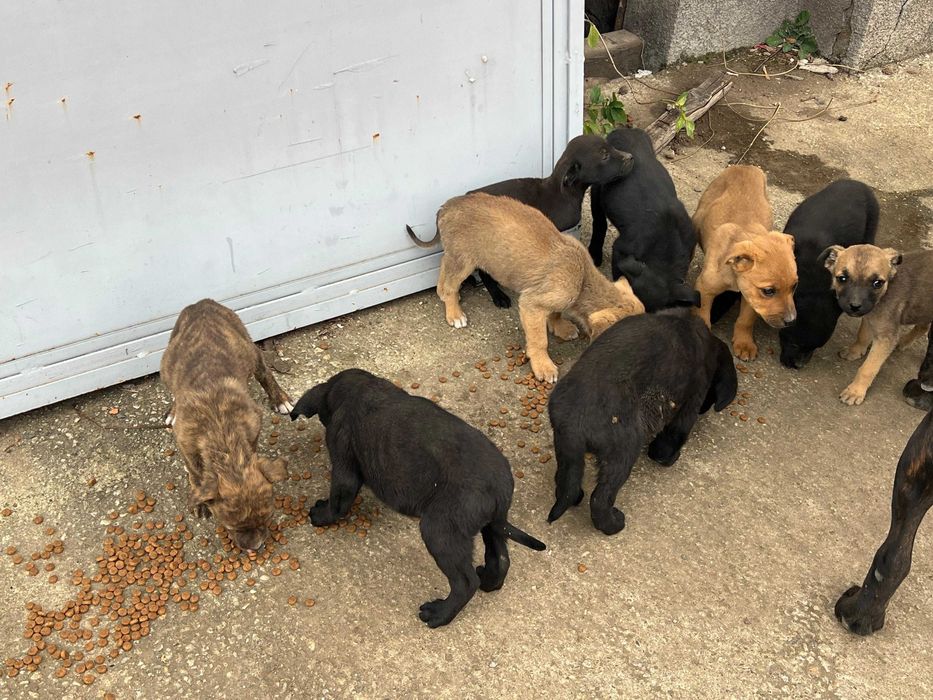 Catelusi draguti spre adoptie