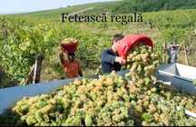 Struguri de vin de cea mai bună calitate