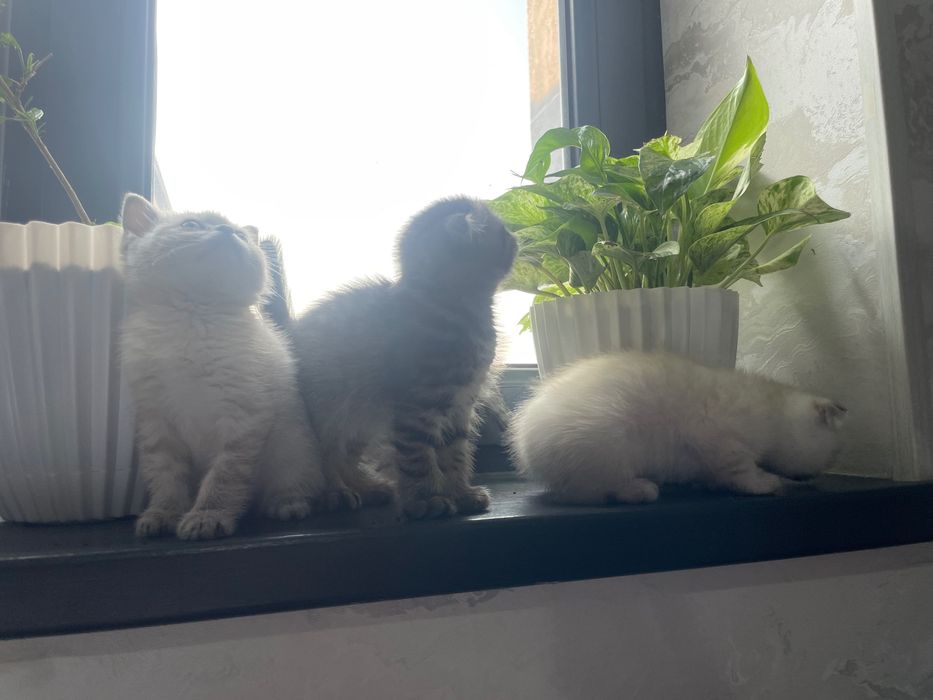 koshka vislouxo porodistiy страйт