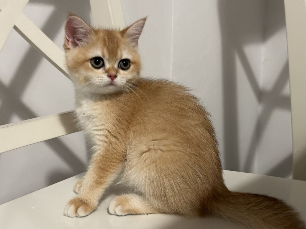 British shorthair golden shell, fetita !! FELISA AUTORIZATA !!!