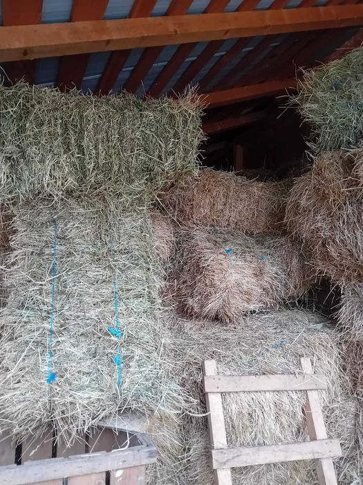 Balotii de fan de vanzare