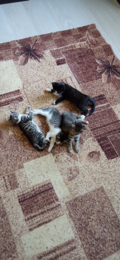 Котята в поисках любящей семьи