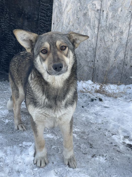 Добрая девочка ищет дом