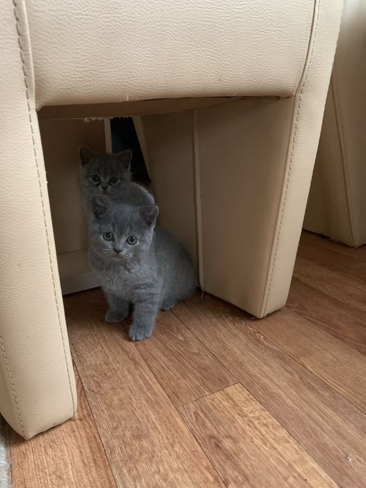 Pisica Scottish Fold