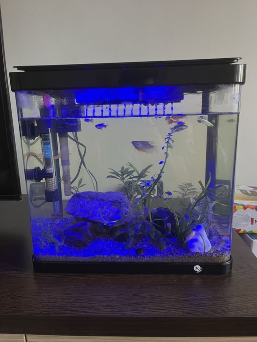 Acvariu complet echipat