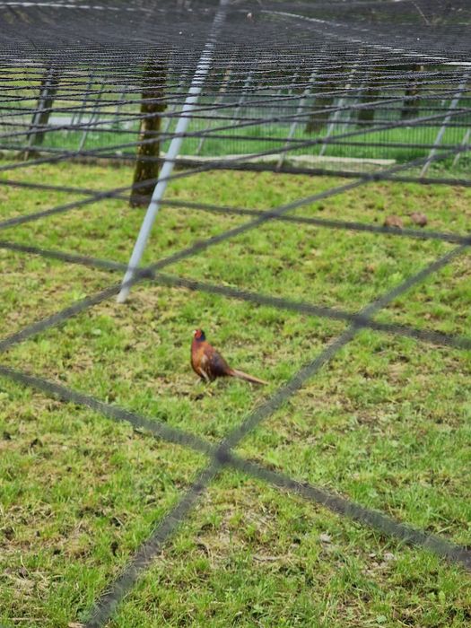 Plasă  Voliere Păsări protectie și siguranță