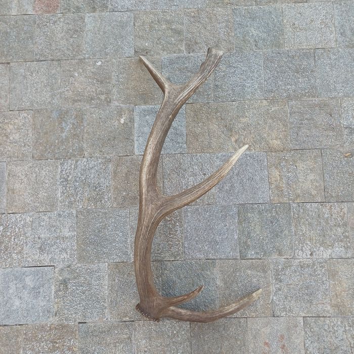 Рог от Благороден елен