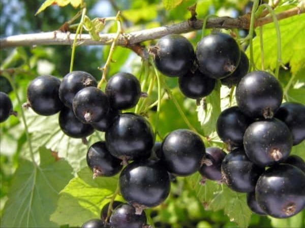 Продается дачная черная смородина