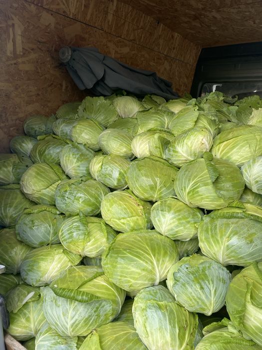 Vând varză verde plată