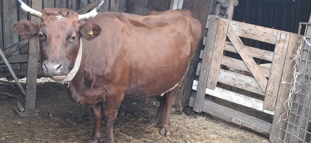 Продам КРС. Коровы стельные. Хорошие надои.
