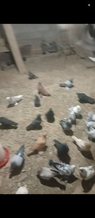 Голуби разного вида