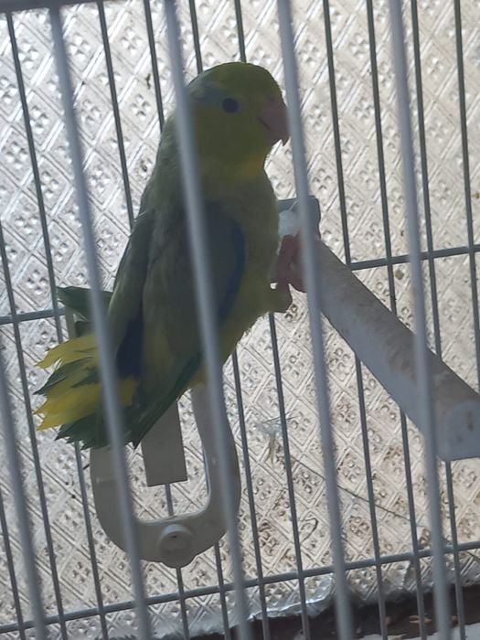 Vand papagali micul alexandru