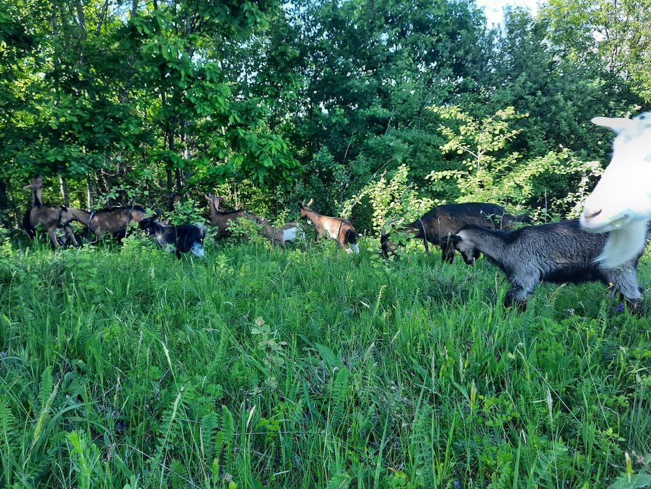 Vindem turmă de 18 capre!