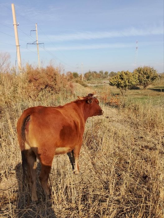 Бугоз 1 корин гуножин тук бугоз