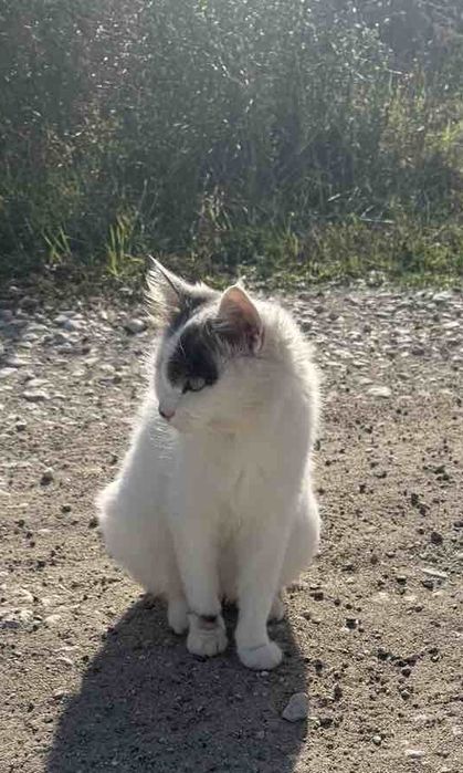 Пухена бездомна женска котка търси дом