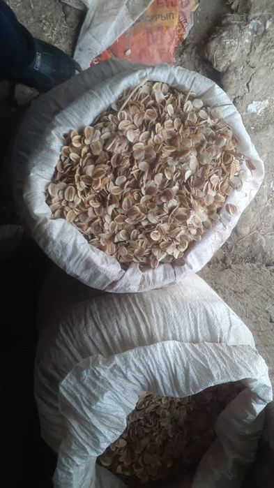 Каврак уруглар сотилади