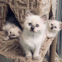 Продам котят серый белы