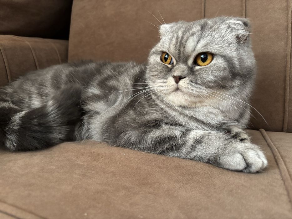 Отдам кошку в добрые руки