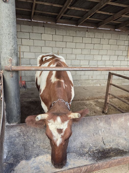 Продам глубокостельную корову!