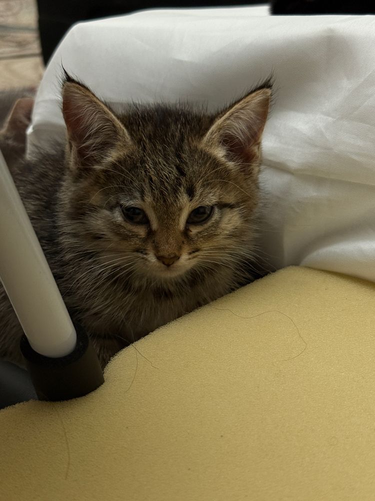 Котята 2 месяца