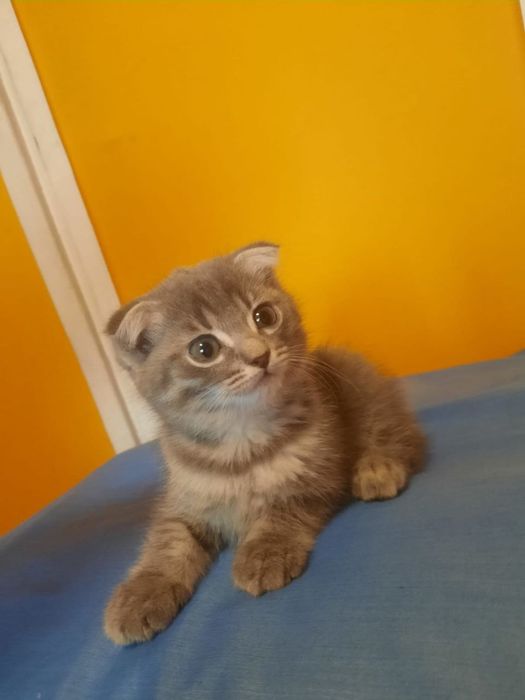 Даром котята Шотландской Вислоухой