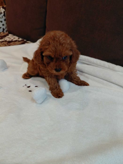 Пудел той мъжко и женско