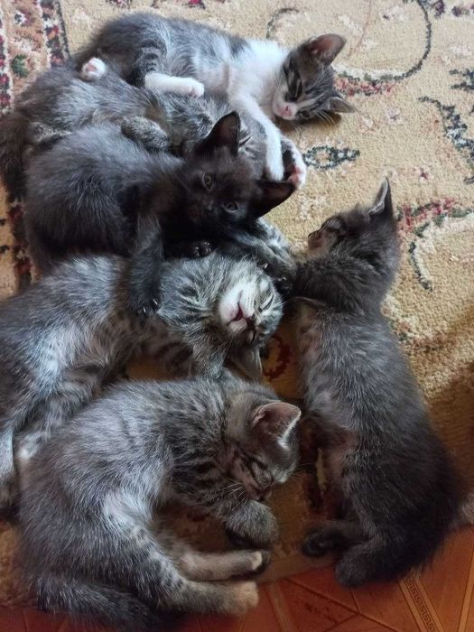 Котята 2 месячные