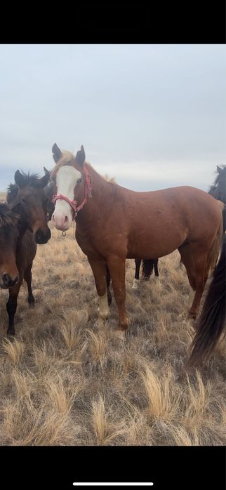 Айгыр сатылады!!!