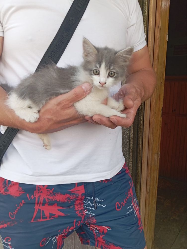 Котыта девочки ищут дом