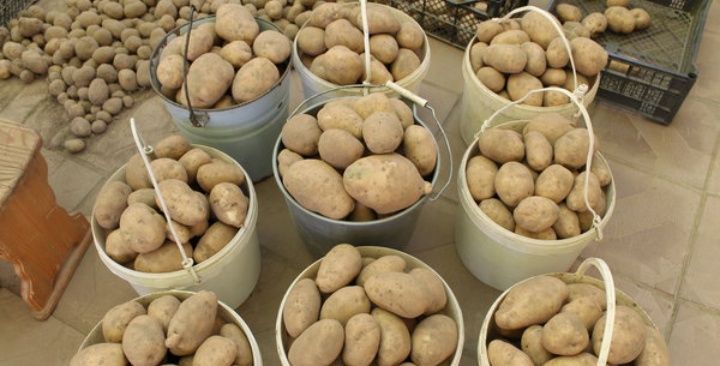 Картофель желтый красный вкусный