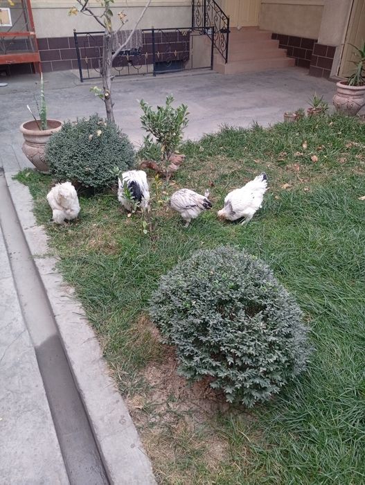2ta xoʻroz 11ta tovuq sotiladi