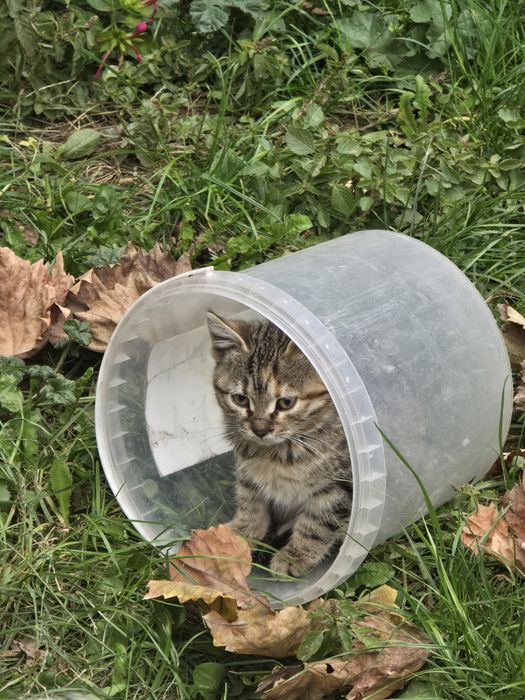 Подарявам женско коте