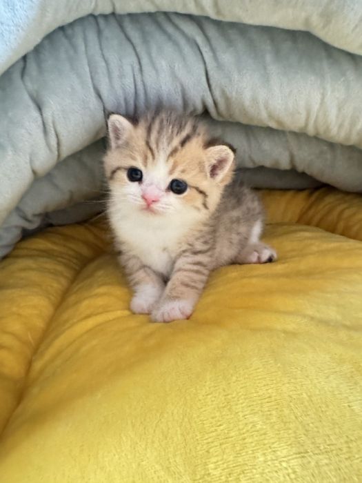 Продается сотилади