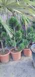 plante decorative