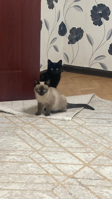 Отдам кота в добрые руки им 1 год и 2 месяца