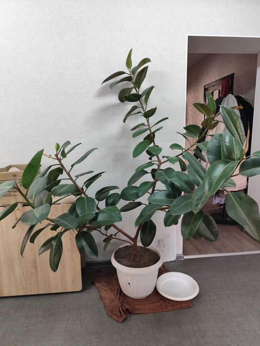 Большой фикус каучуковый.