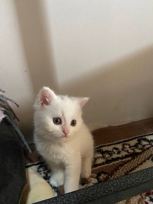 Mushukcha sotiladi qiz bola zotdor