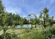 Vand stupi/familii albine