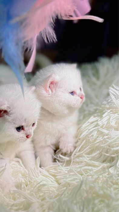 Британские шиншила котята премиум класса