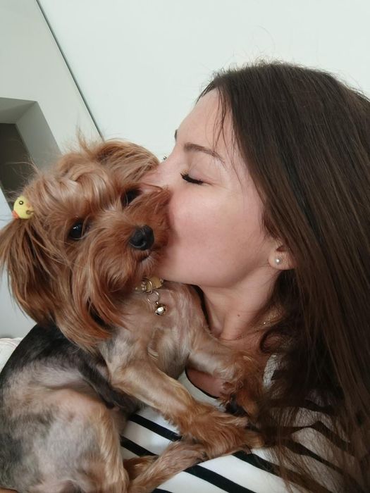 Отдава се мини йорки (3-годишен, възпитан, много спокоен)