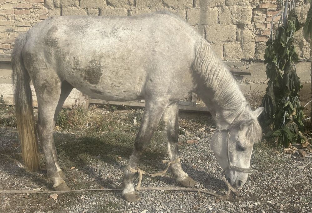 Семиз байтал сатылады ..!