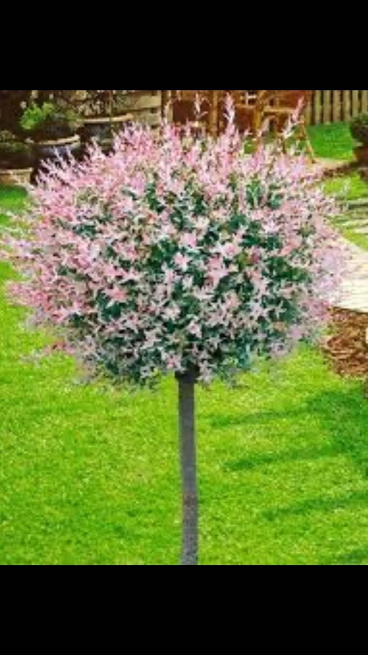 Японска върба Salix hakuro nishiki