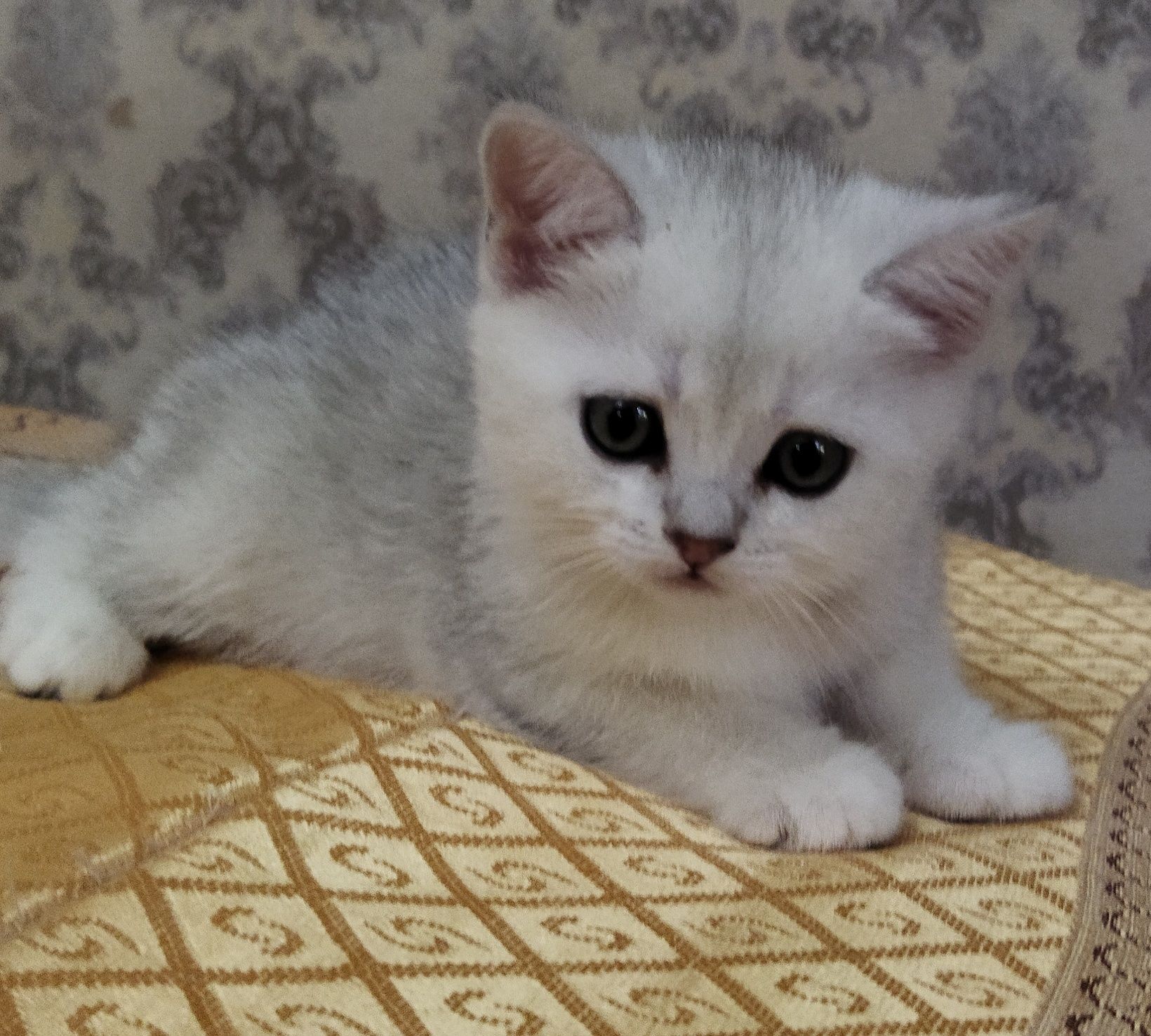 Классическая Шиншилла котенок