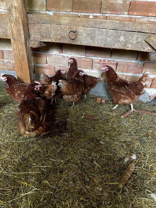 Кокошки носачки за яйца